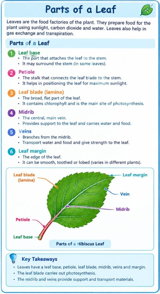 Parts of a leaf with a labelled diagram